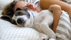 Slapen met een hond zet onverwachte processen in gang – het gaat niet alleen om warmte