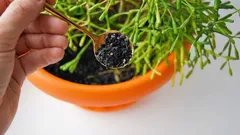 Kamerplanten knappen in een week op: een bloemist deelt een simpele truc met houtskool