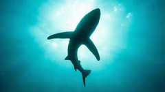 De bodem die niet zou mogen bestaan: wat verbergt de afgrond op 11 kilometer onder ons?