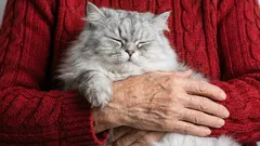 5 ideale kattenrassen voor ouderen: dit zijn de rustigste en vriendelijkste katten