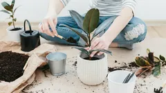 Tuiniers: zo weet je wanneer het tijd is om een plant te verpotten, zelfs als hij er prima uitziet