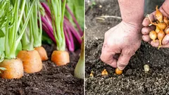 Waarom wordt aangeraden om uien naast wortels te planten: een tip voor alle moestuiniers