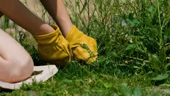 Geen onkruid, maar een diamant: deze plant wordt weggegooid terwijl hij boordevol voordelen zit